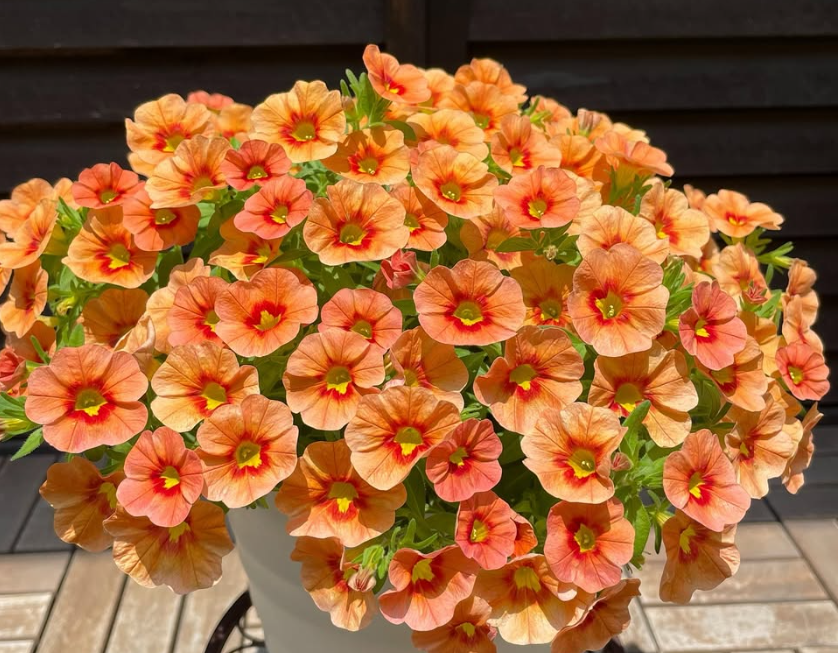 Calibrachoa ( Superbells ) Iconic Orange 15 Pellets