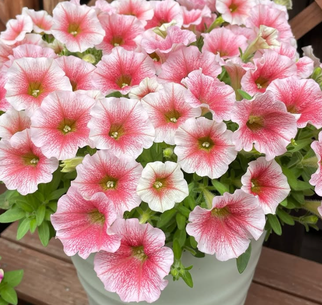 Petunia Peach Ice 200 Seeds