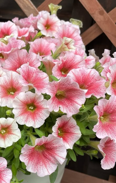 Petunia Peach Ice 200 Seeds
