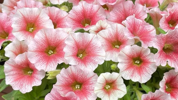 Petunia Peach Ice 200 Seeds