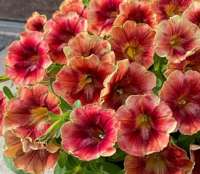 Petunia Sunset Glow 200 Seeds