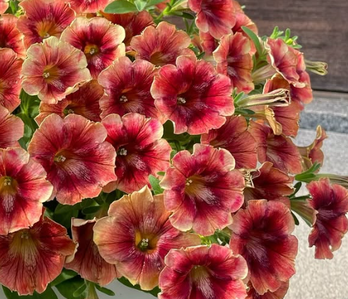 Petunia Sunset Glow 200 Seeds
