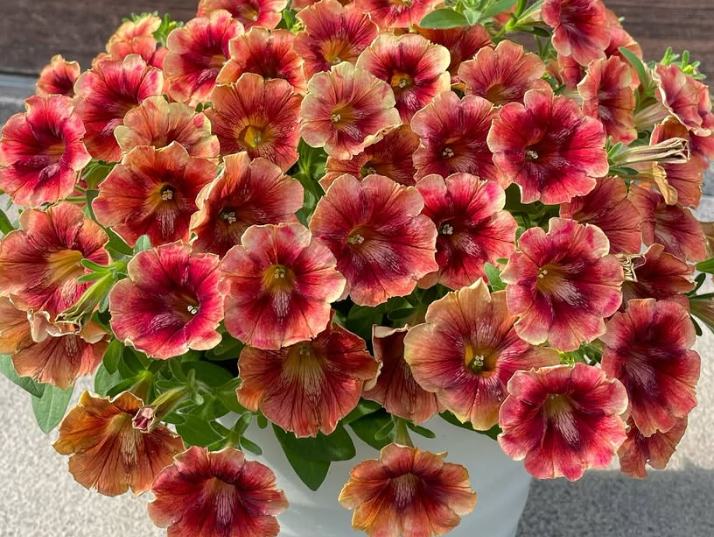 Petunia Sunset Glow 200 Seeds