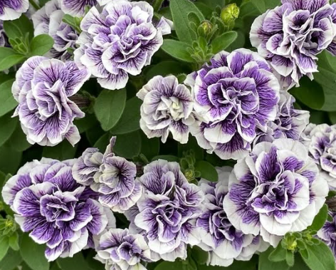 Petunia Topaz Blue 200 Seeds