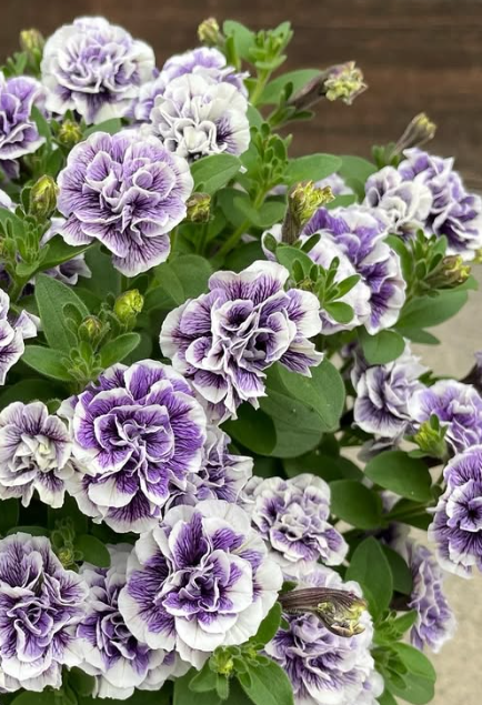 Petunia Topaz Blue 200 Seeds