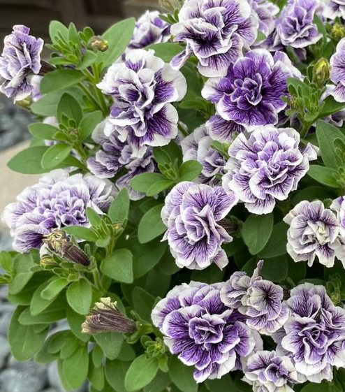 Petunia Topaz Blue 200 Seeds