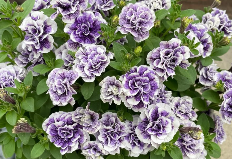 Petunia Topaz Blue 200 Seeds