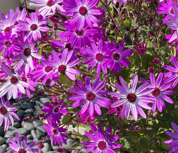 Senetti Lavender Bicolor 50 Seeds
