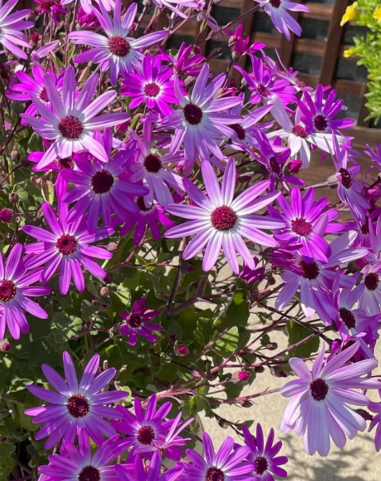 Senetti Lavender Bicolor 50 Seeds