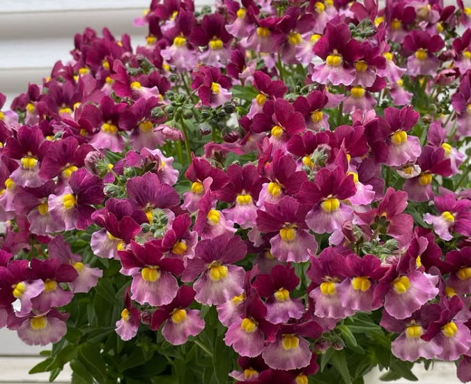 Nemesis Aromance Vanilla Cherry 50 Seeds