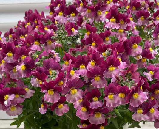 Nemesis Aromance Vanilla Cherry 50 Seeds