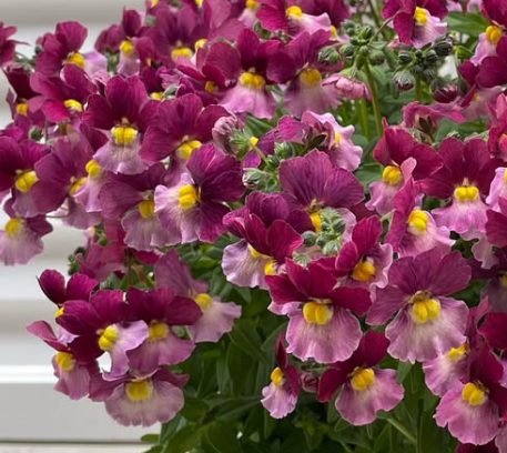 Nemesis Aromance Vanilla Cherry 50 Seeds