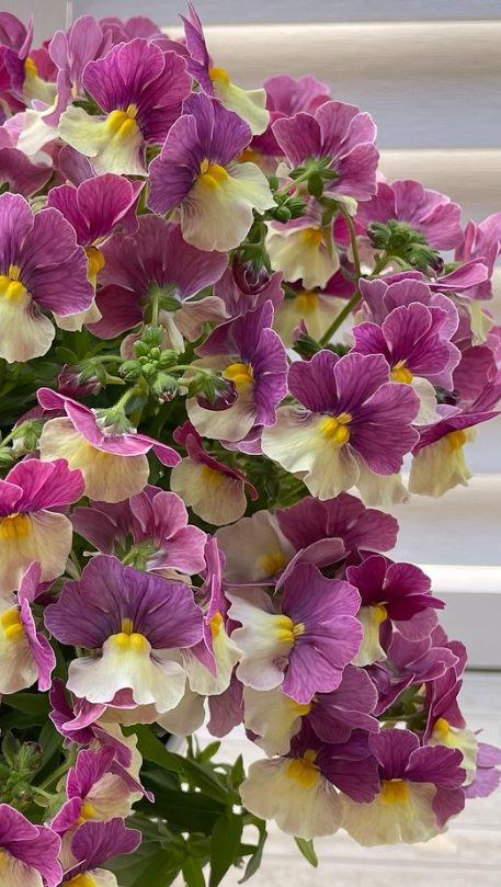 Nemesis Aromance Lychee Grape 50 Seeds