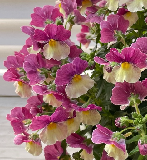Nemesis Aromance Lychee Grape 50 Seeds