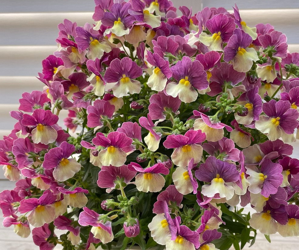 Nemesis Aromance Lychee Grape 50 Seeds