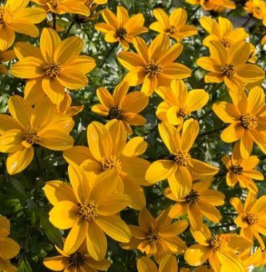 Bidens Golden Empire 50 Seeds