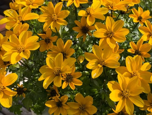Bidens Golden Empire 50 Seeds