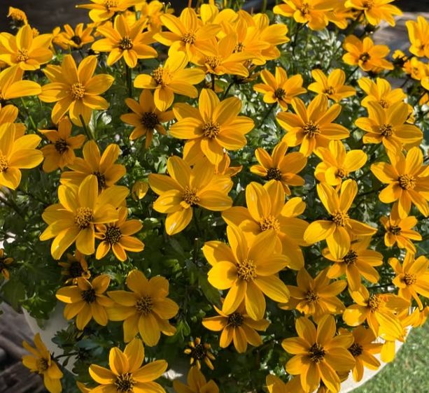 Bidens Golden Empire 50 Seeds