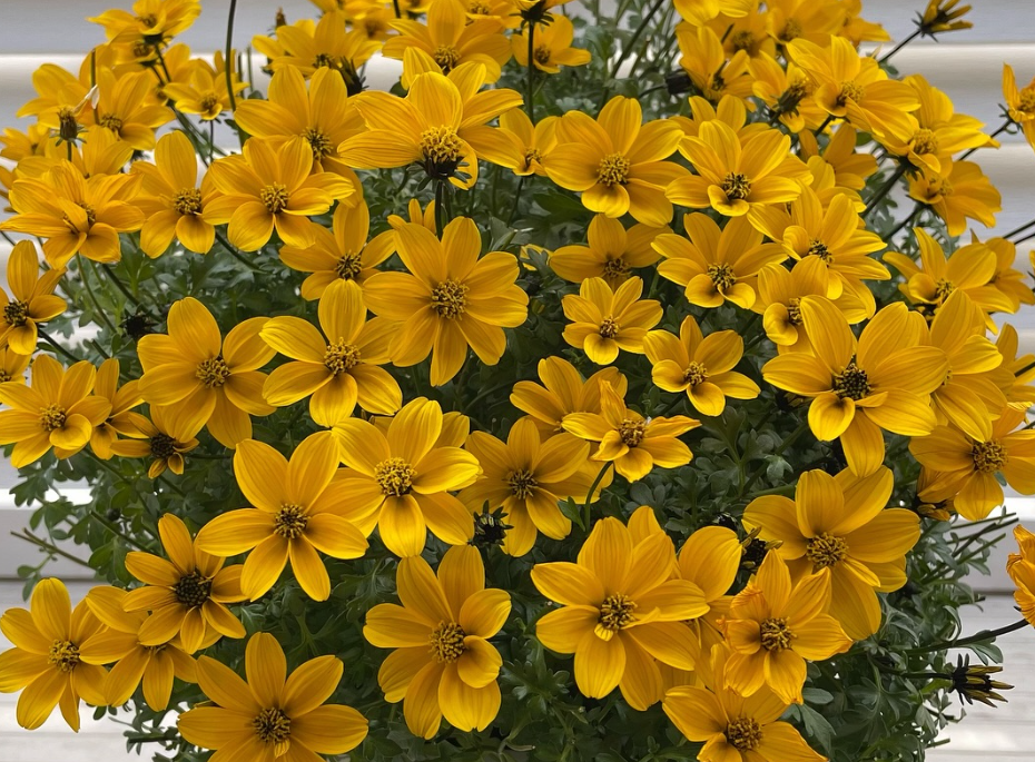 Bidens Golden Empire 50 Seeds