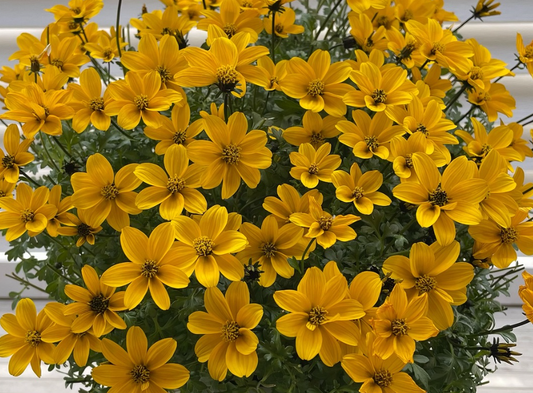 Bidens Golden Empire 50 Seeds