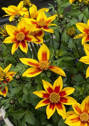 Bidens Juju Yellow Red Star 50 Seeds