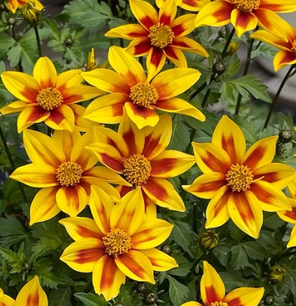 Bidens Juju Yellow Red Star 50 Seeds