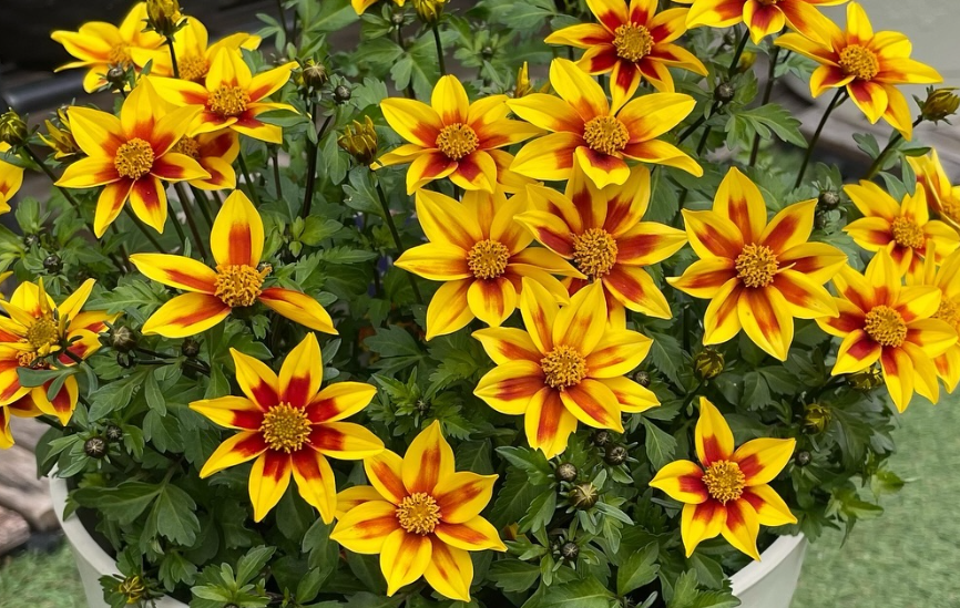 Bidens Juju Yellow Red Star 50 Seeds