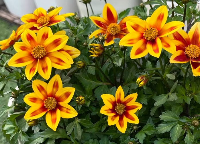 Bidens Juju Yellow Red Star 50 Seeds