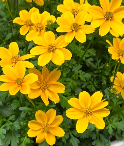 Bidens Happy Empire 50 Seeds