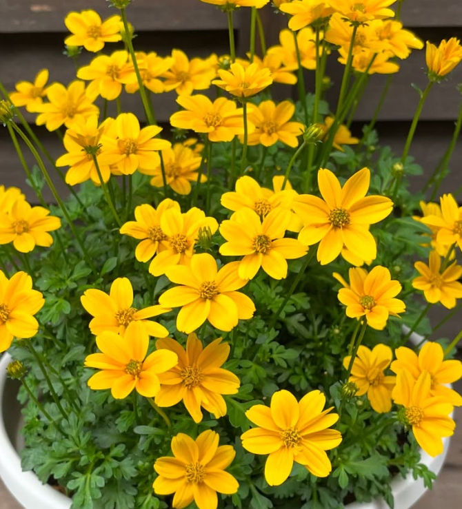 Bidens Happy Empire 50 Seeds