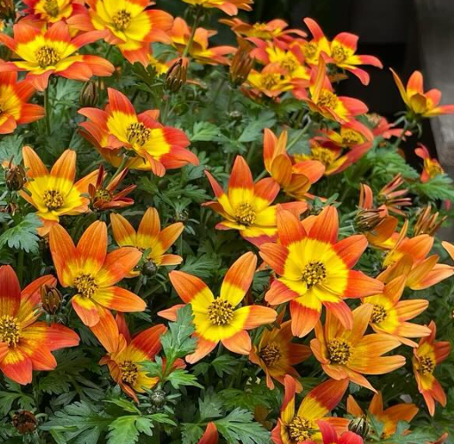 Bidens Campfire 50 Seeds