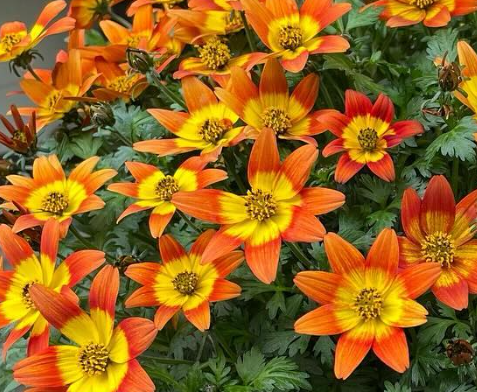 Bidens Campfire 50 Seeds
