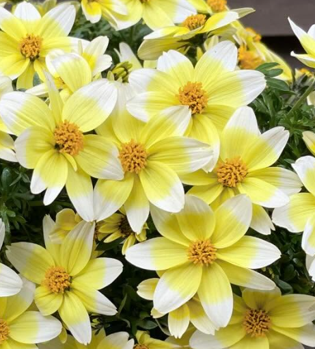 Bidens Campfire Lemon Syrup 50 Seeds