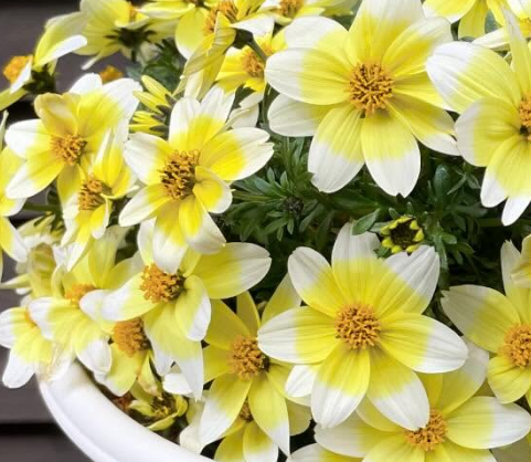 Bidens Campfire Lemon Syrup 50 Seeds