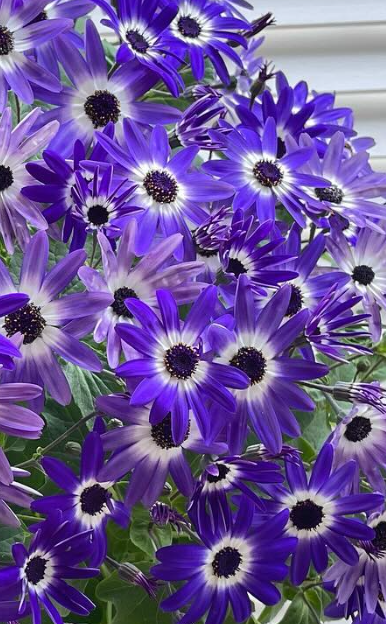 Senetti Blue Bicolor 50 Seeds
