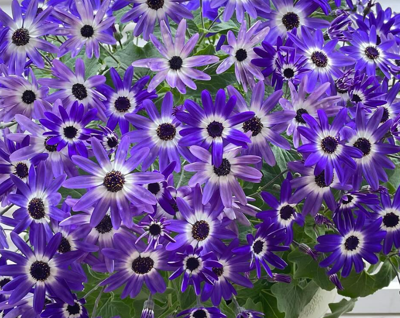 Senetti Blue Bicolor 50 Seeds