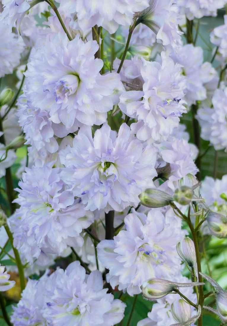 Delphinium Chacha 80 Seeds