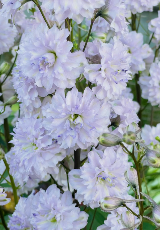 Delphinium Chacha 80 Seeds