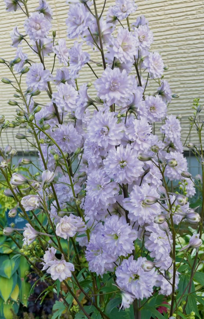 Delphinium Chacha 80 Seeds