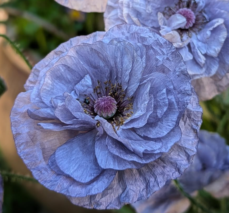 Papaver ( Poppy ) '‘Amazing Grey’' 250 Seeds