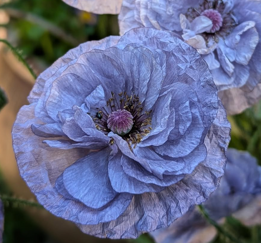 Papaver ( Poppy ) '‘Amazing Grey’' 250 Seeds