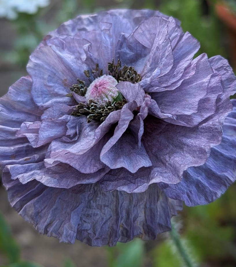 Papaver ( Poppy ) '‘Amazing Grey’' 250 Seeds