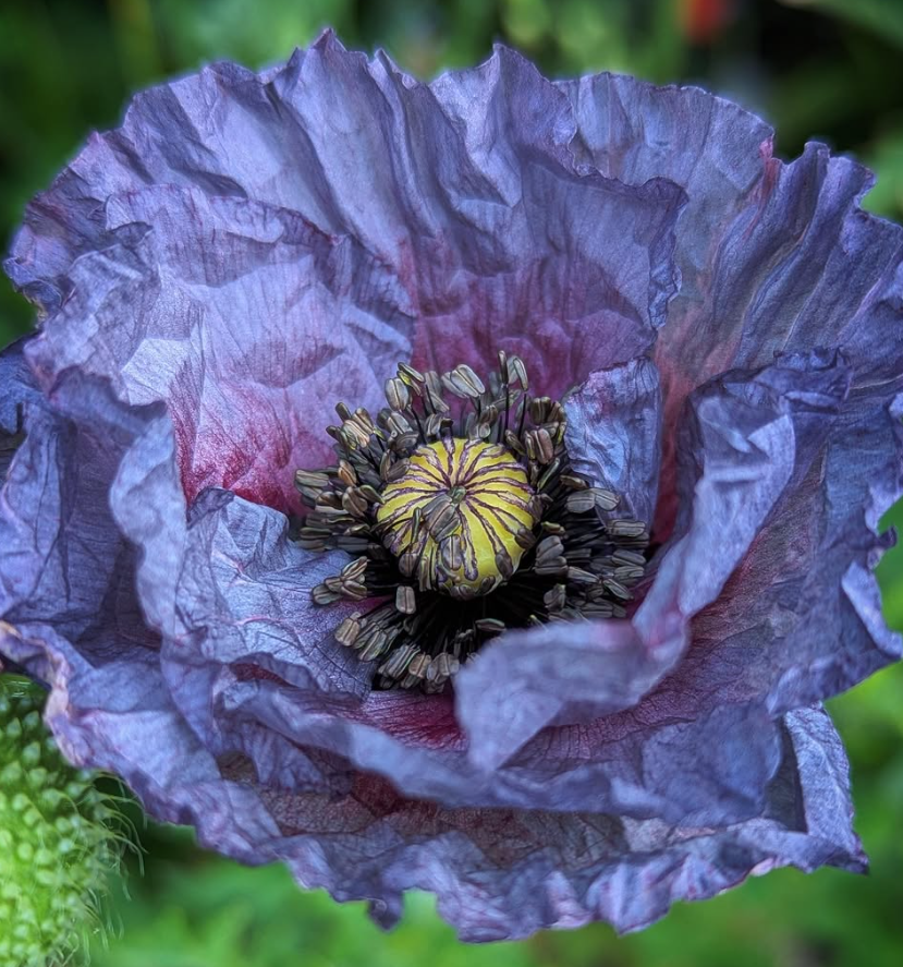Papaver ( Poppy ) '‘Amazing Grey’' 250 Seeds