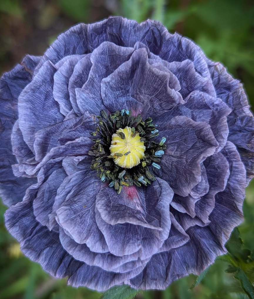 Papaver ( Poppy ) '‘Amazing Grey’' 250 Seeds