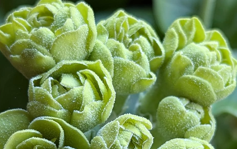 Primula auricula 'Lincoln Cuckoo' 50 Seeds