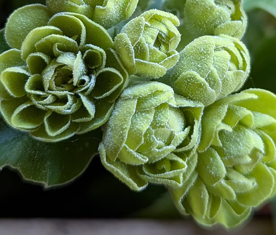Primula auricula 'Lincoln Cuckoo' 50 Seeds