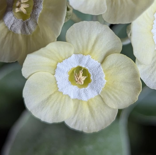 Primula auricula 'Twiggy' 50 Seeds