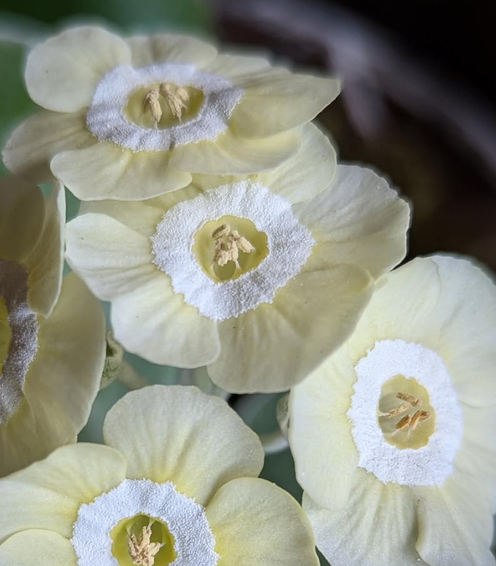Primula auricula 'Twiggy' 50 Seeds