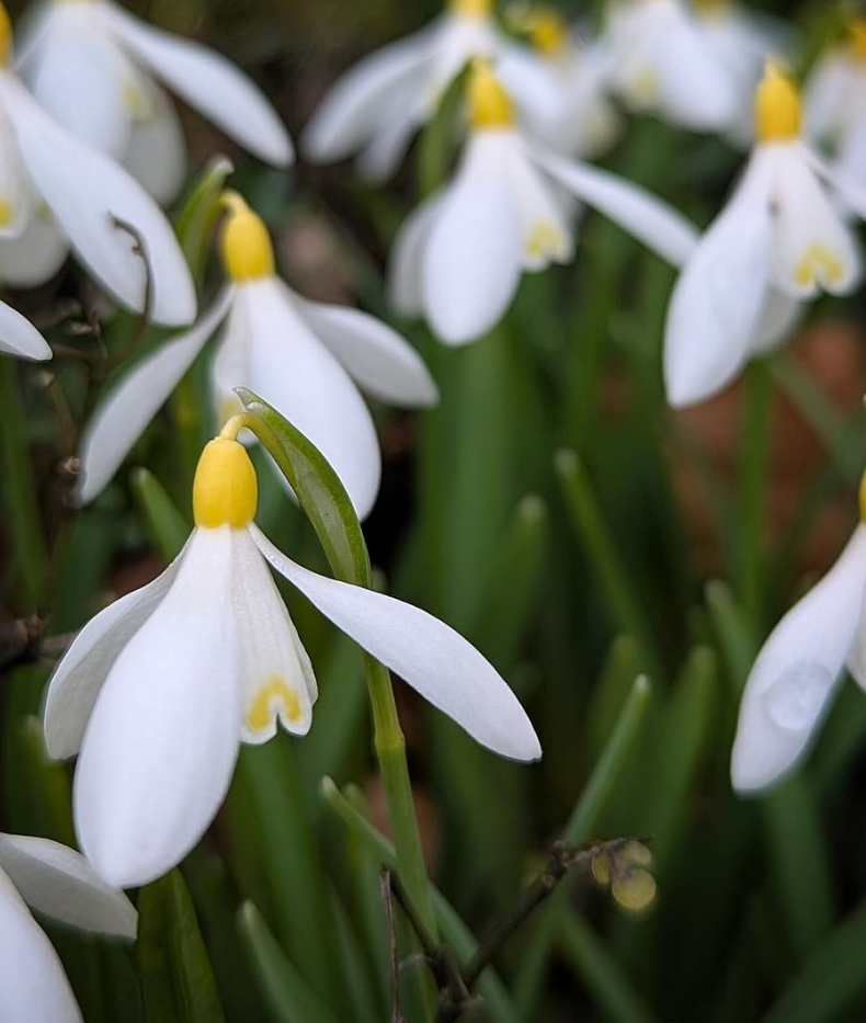 Galanthus Nivalis Sandersii 5 Bulbs