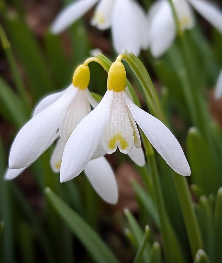 Galanthus Nivalis Sandersii 5 Bulbs